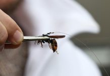 Traque Ingénieuse des Nids de Frelons Asiatiques en Alsace Traque Ingénieuse des Nids de Frelons Asiatiques en Alsace