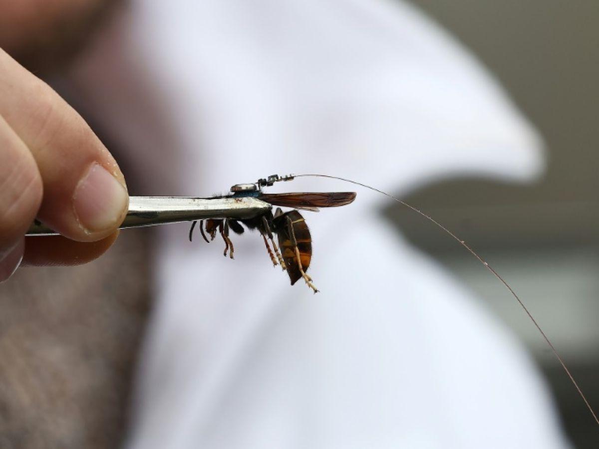 Traque Ingénieuse des Nids de Frelons Asiatiques en Alsace Traque Ingénieuse des Nids de Frelons Asiatiques en Alsace