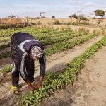 Fondation Gates Investit 1,4 Milliard pour Agriculteurs Fondation Gates Investit 1,4 Milliard pour Agriculteurs