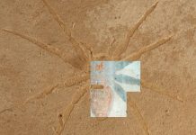 Micro-algues Préservent Araignées Fossiles Aix-en-Provence Micro-algues Préservent Araignées Fossiles Aix-en-Provence