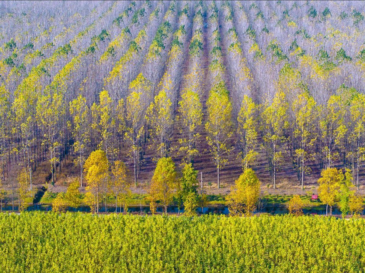 Ingénierie du Bois: Vers une Approche Plus Verte? Ingénierie du Bois: Vers une Approche Plus Verte?