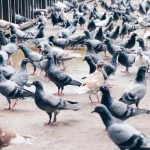 Cohabitation Avec Les Animaux Urbains Entre Vice Et Utilité Cohabitation Avec Les Animaux Urbains Entre Vice Et Utilité