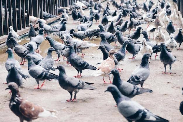 Cohabitation Avec Les Animaux Urbains Entre Vice Et Utilité Cohabitation Avec Les Animaux Urbains Entre Vice Et Utilité