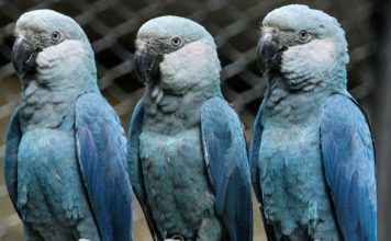 Virus Menace Les Derniers Aras De Spix Sauvages Virus Menace Les Derniers Aras De Spix Sauvages