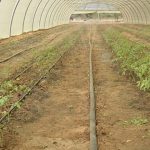 Serre Connectée à l’Université Abdou Moumouni de Niamey Serre Connectée à l'Université Abdou Moumouni de Niamey