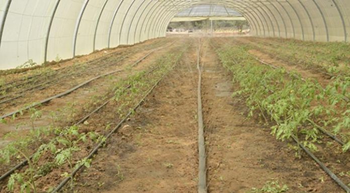 Serre Connectée à l’Université Abdou Moumouni de Niamey Serre Connectée à l'Université Abdou Moumouni de Niamey