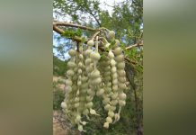 Pharmacopée Bagaroua Fruit Multi Remède au Niger Pharmacopée Bagaroua Fruit Multi Remède au Niger