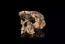 Nouvelle Étude Soutient Bipédie de Toumaï, Ancêtre Potentiel Nouvelle Étude Soutient Bipédie de Toumaï, Ancêtre Potentiel