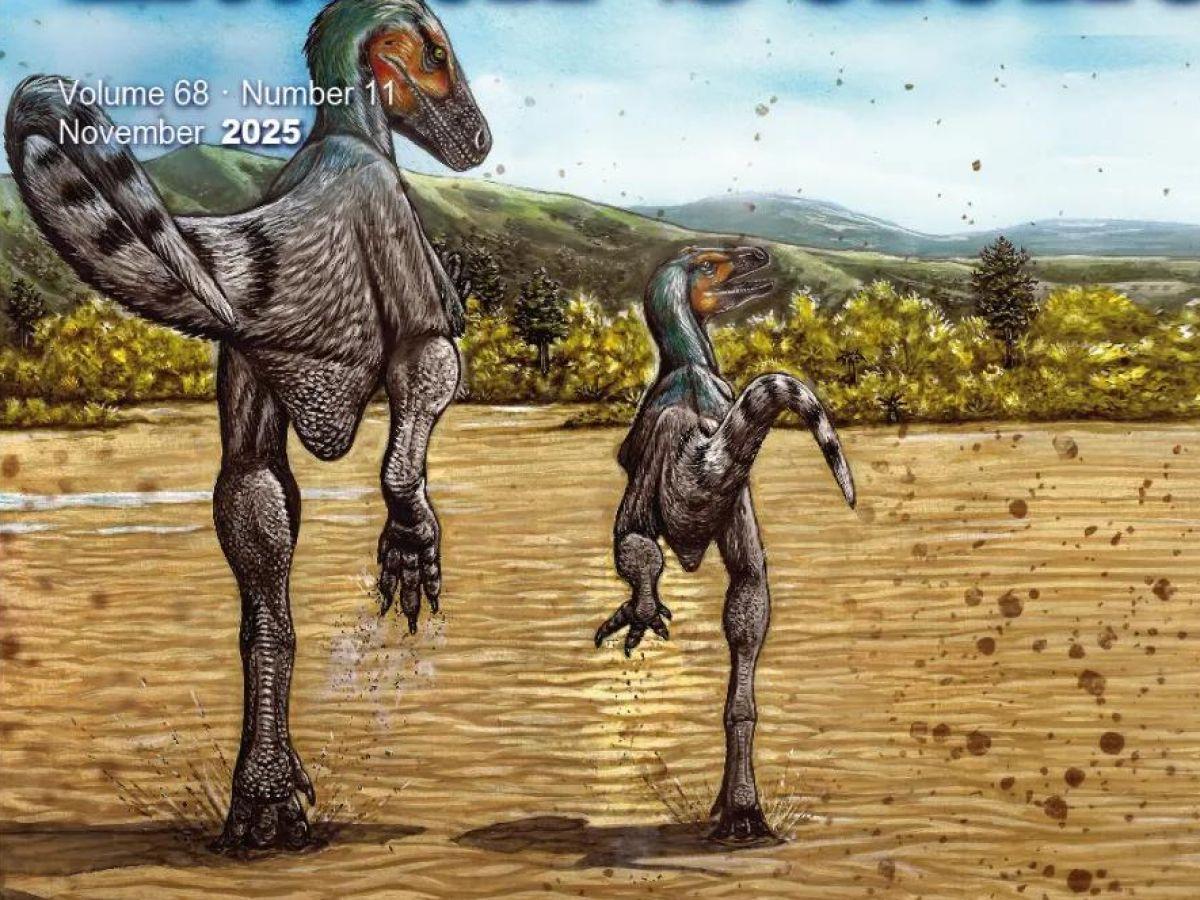 Dinosaure Mongol Vitesse Comparable à Usain Bolt Dinosaure Mongol Vitesse Comparable à Usain Bolt