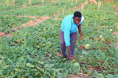 Mountaka Yahouza : Le modèle d’une jeunesse qui abandonne l’exode pour miser sur les cultures de contre-saison Mountaka Yahouza : Le modèle d’une jeunesse qui abandonne l’exode pour miser sur les cultures de contre-saison
