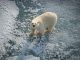 Ours polaires prospèrent malgré la fonte des glaces Ours polaires prospèrent malgré la fonte des glaces