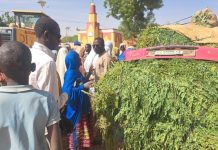 Régulation de la Vente de Moringa à Dosso Pendant Ramadan Régulation de la Vente de Moringa à Dosso Pendant Ramadan