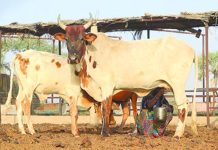 Élevage à Gouré: Potentiel et Initiatives Laitières Élevage à Gouré: Potentiel et Initiatives Laitières