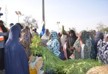 Flambée des Prix du Moringa à Niamey et Dosso Flambée des Prix du Moringa à Niamey et Dosso