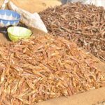 Jeunes Commerçants Ambulants au Marché Dolé de Niamey Jeunes Commerçants Ambulants au Marché Dolé de Niamey