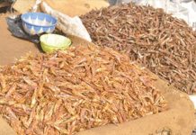 Jeunes Commerçants Ambulants au Marché Dolé de Niamey Jeunes Commerçants Ambulants au Marché Dolé de Niamey