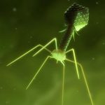 Un Virus Créé Contre l’Antibiorésistance Un Virus Créé Contre l'Antibiorésistance