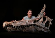 Découverte d’un Dinosaure Surnommé Héron Infernal Découverte d'un Dinosaure Surnommé Héron Infernal