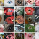 Perception des couleurs chez l’homme et les animaux Perception des couleurs chez l'homme et les animaux