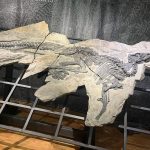 Dinosaures Antonio et Bruno à Villaggio del Pescatore Dinosaures Antonio et Bruno à Villaggio del Pescatore