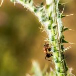 Troisième Foyer de Fourmis Électriques dans le Var Troisième Foyer de Fourmis Électriques dans le Var