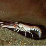 Aspirine et Lidocaïne Efficaces chez les Langoustines Aspirine et Lidocaïne Efficaces chez les Langoustines