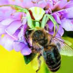 Le Jardin Un Monde Sauvage En Réduction Le Jardin Un Monde Sauvage En Réduction