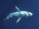Réchauffement Climatique Et Risques Pour Les Requins Réchauffement Climatique Et Risques Pour Les Requins