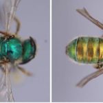 Cette abeille change de couleur selon l’humidité du milieu Cette abeille change de couleur selon l'humidité du milieu