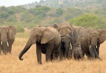 Éléphants d’Afrique: Plus Grand Séquençage de Génome Éléphants d'Afrique: Plus Grand Séquençage de Génome