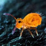 Sous Nos Pieds, La Terre Grouille De Vie Sous Nos Pieds, La Terre Grouille De Vie