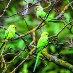 Dans le jardin, des envahisseurs venus de loin Dans le jardin, des envahisseurs venus de loin