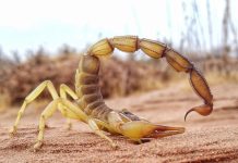 Scorpion: Armes avec Structure Métallique Renforcée Scorpion: Armes avec Structure Métallique Renforcée