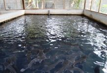 Stakeholders decry $1bn annual fish importation