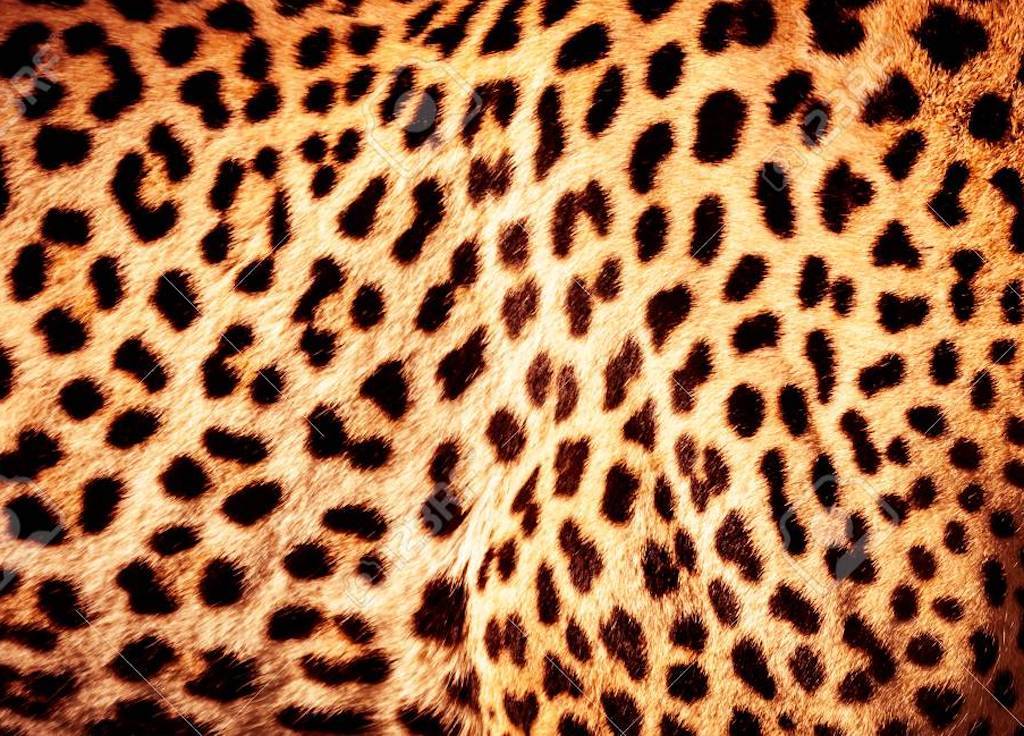 Beautiful leopard skin background