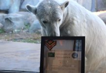 Canadian Army promotes polar bear to honorary master corporal