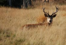 Deer runs wild through assisted living facility in Canada