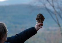 Rockefeller Center Christmas tree owl released back into the wild