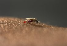 New malaria mosquito is emerging in African cities