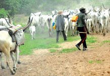 Herdsmen attack Kwara APC spokesman’s farm, several injured Herdsmen attack Kwara APC spokesman’s farm, several injured