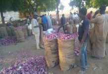Nigerian Onion Farmers decry over 60 Percent post harvest Loss Nigerian Onion Farmers decried over more than 60 Percent post harvest Lost