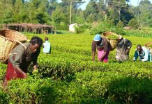 Nigerian youths charged to embrace agriculture Nigerian youths charged to embrace agriculture