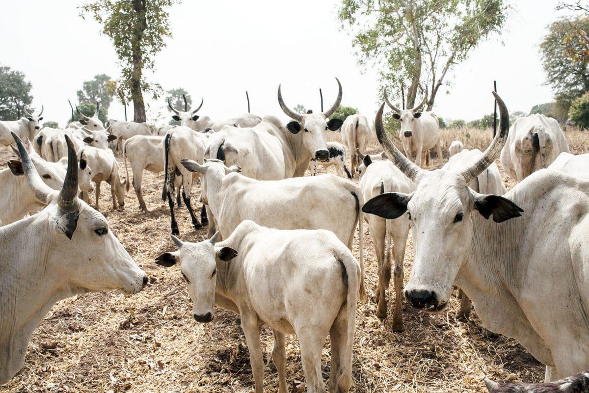 Amotekun Corps seizes 200 cows in Ondo