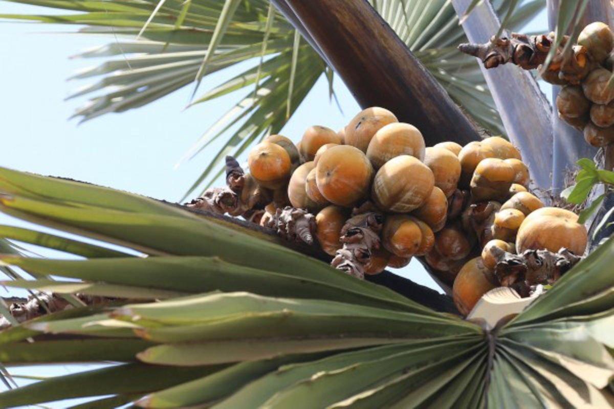 Farmers growing African fan palm
