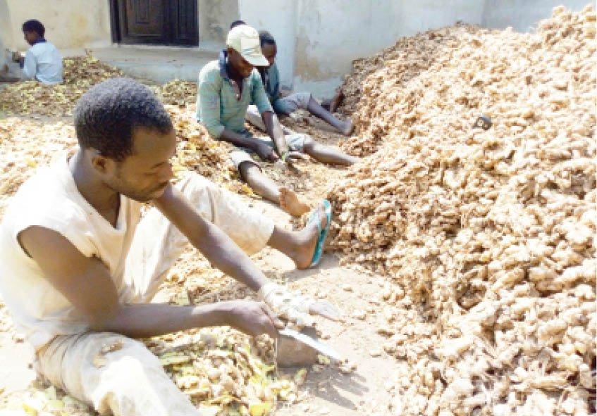 Ginger farmers lament rejection of products internationally Ginger farmers lament rejection of products internationally