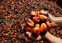 Colouring of palm oil, hazardous, illegal – Cross River govt warns sellers Colouring of palm oil, hazardous, illegal – Cross River govt warns sellers