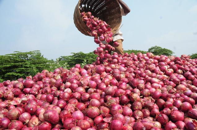 Nigeria as the third largest producer of Onions in Africa ; The threat of heavy loss due to poor storage Nigeria as the third largest producer of Onions in Africa ; The threat of heavy loss due to poor storage
