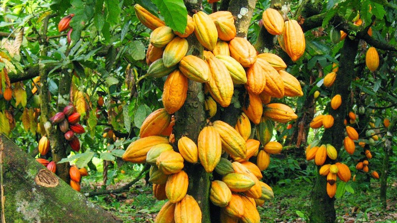 Debt financing for media agric-business Debt financing for media agric-business
