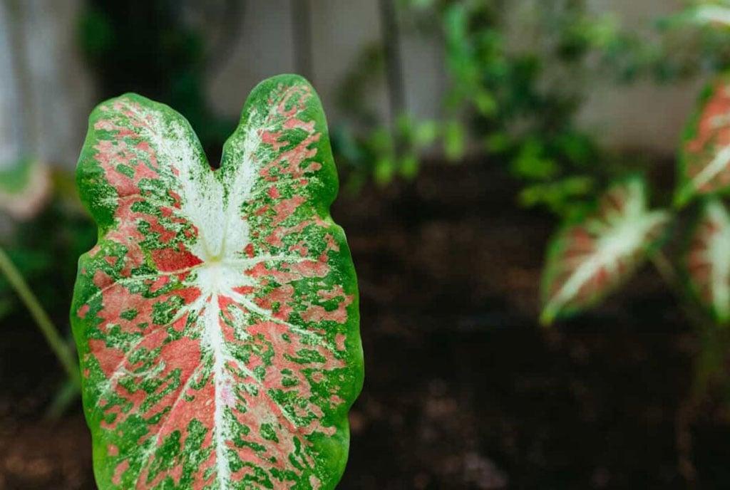 How to control leaf spot disease How to control leaf spot disease