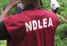 NDLEA arrests prominent Nollywood filmmaker, another drug kingpin in major busts NDLEA arrests prominent Nollywood filmmaker, another drug kingpin in major busts